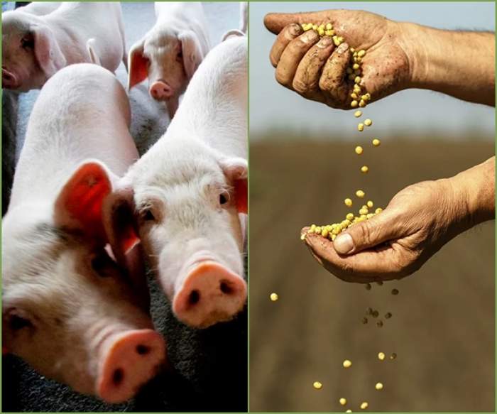 LA CRISIS EN LA INDUSTRIA PORCINA DE CHINA IMPACTA EN LA DEMANDA DE SOJA