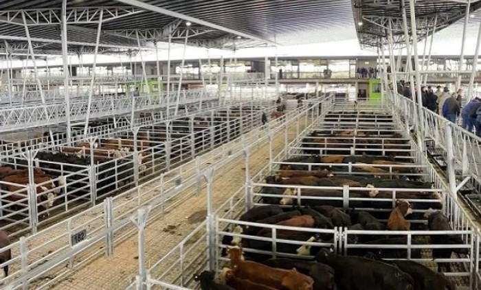 MERCADO: LA JOYA SIGUE SIENDO LA VACA
