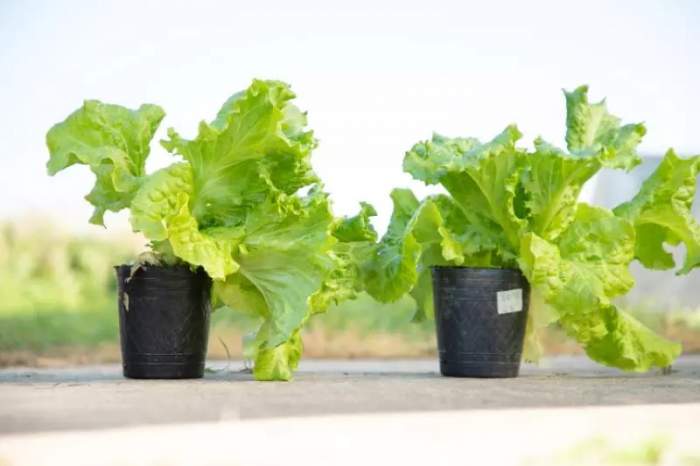 PRESENTAN UNA LECHUGA QUE POSEE MAYOR CANTIDAD DE HOJAS